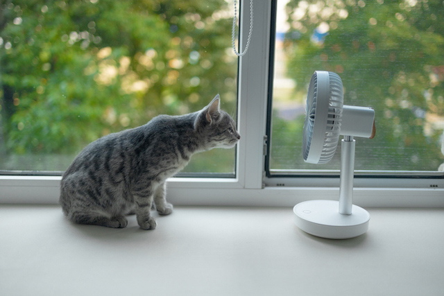 Un chat qui fixe un ventilateur 