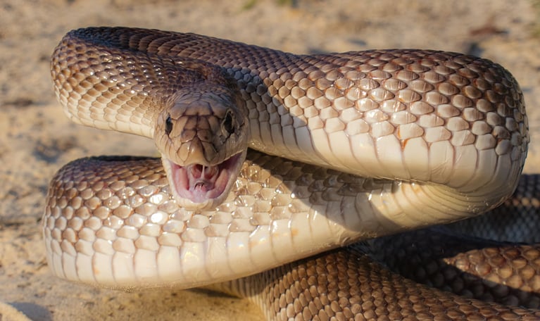 Un serpent des pins de Louisiane