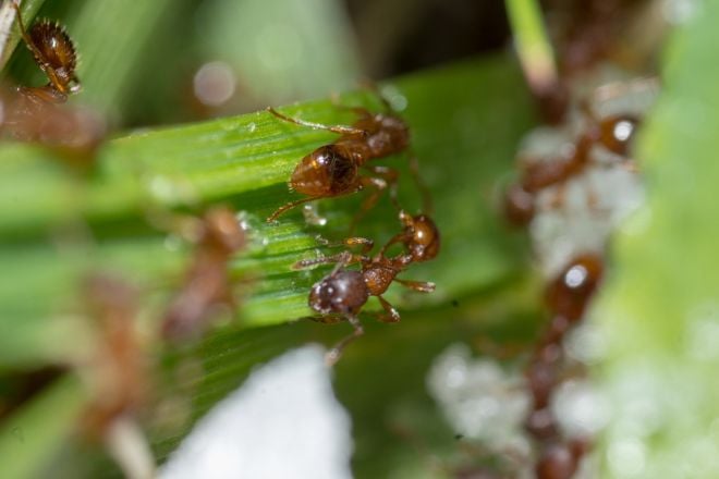 Des fourmis en pleine nature 