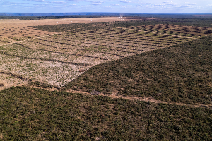 La déforestation