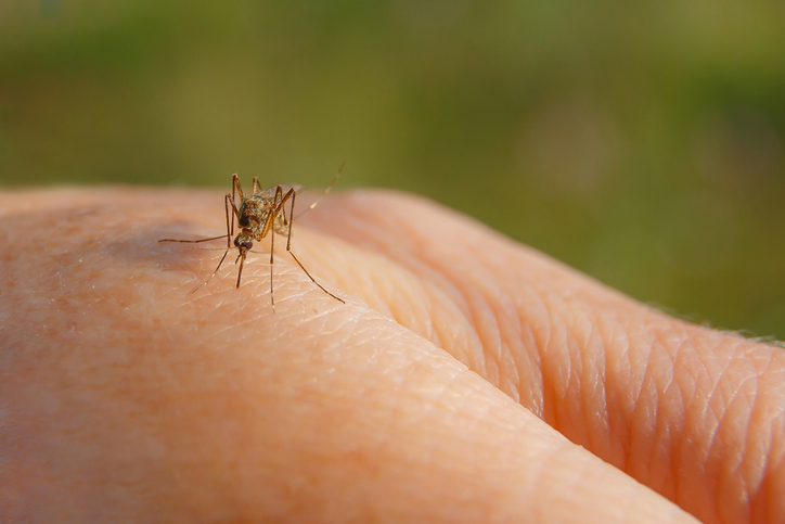 Un moustique pique une personne