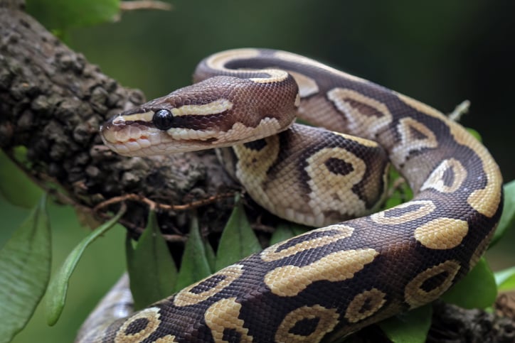 Le python n'était pas pucé