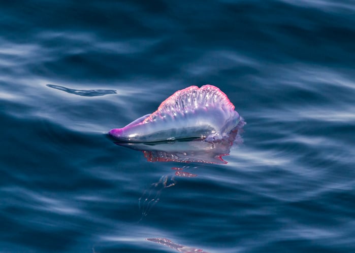 Une physalie dans la mer