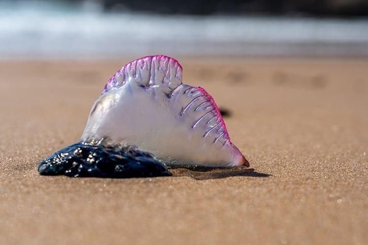 Une physalie échouée sur le sable