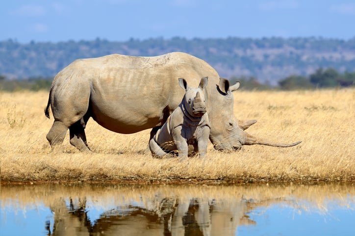 Un jeune rhinocéros blanc et un rhinocéros adulte dans la nature