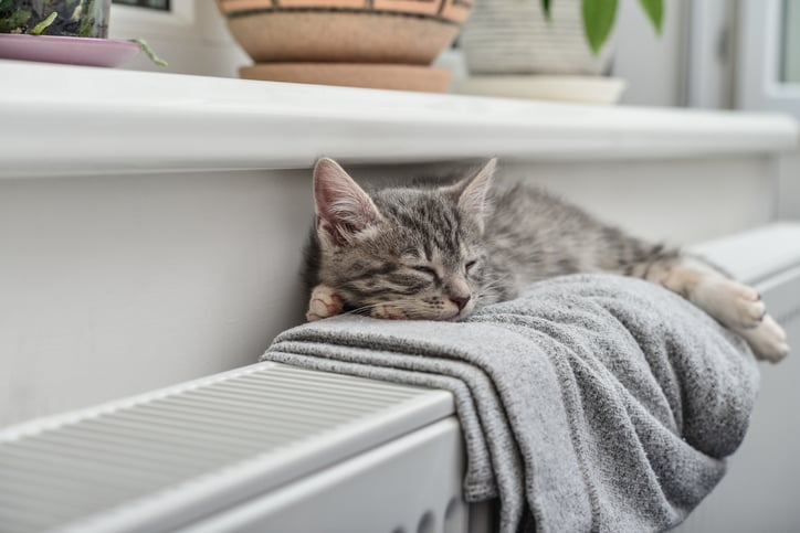 Un chat se repose sur un linge