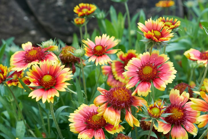 Des gaillardes colorées