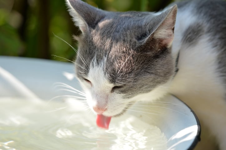 Un chat boit de l'eau