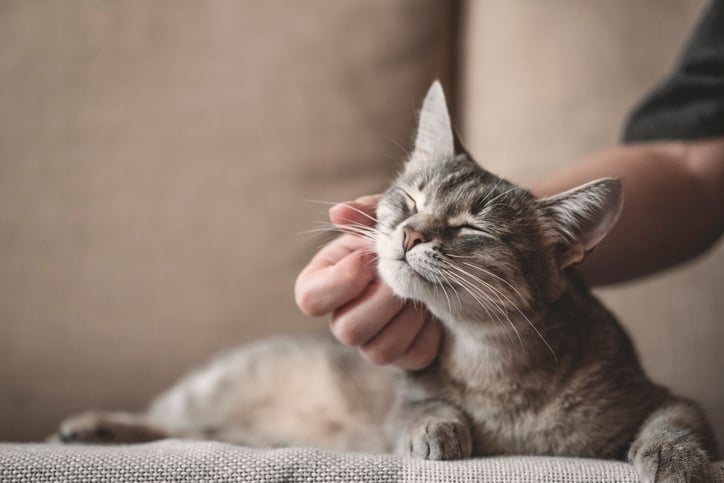 Un chat reçoit des caresses