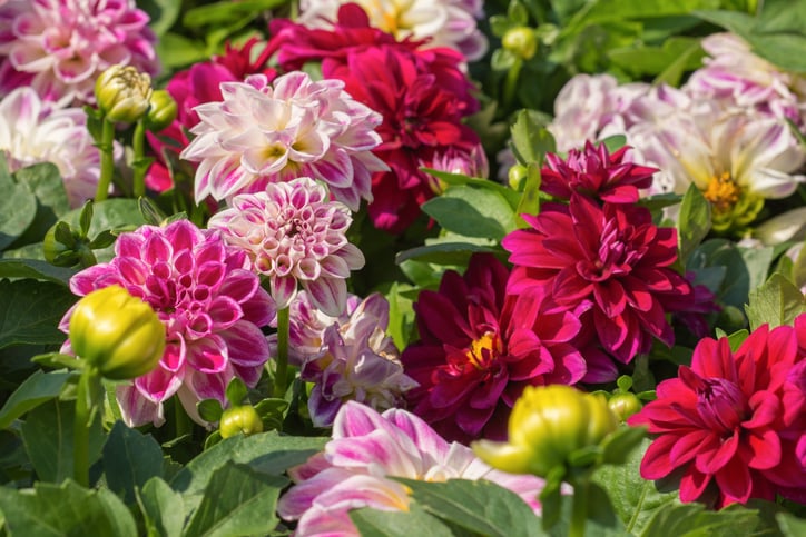 Des dahlias colorés