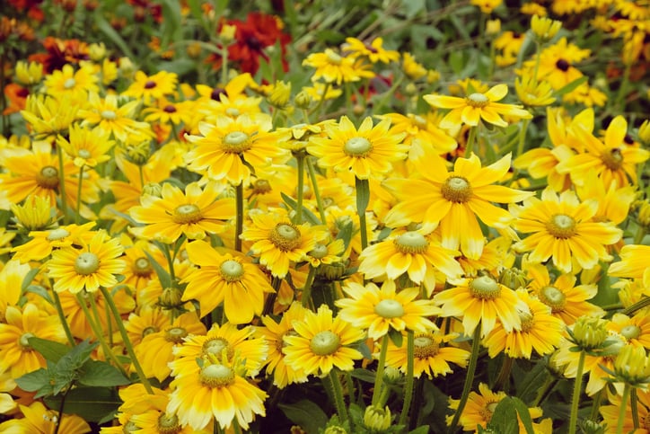 Des rudbeckias jaunes