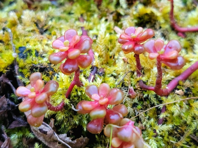 Les fleurs des sedums