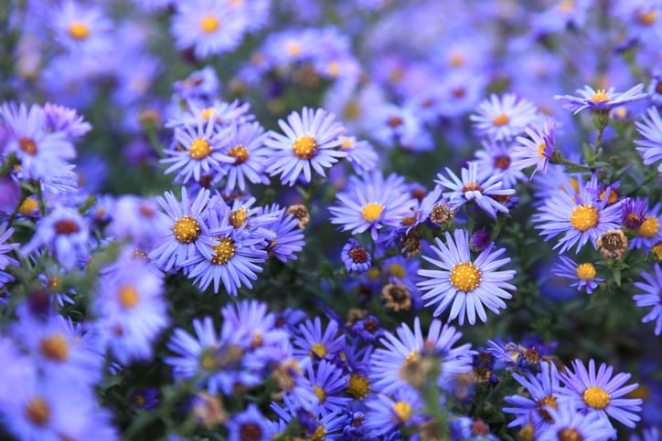 Des asters mauves