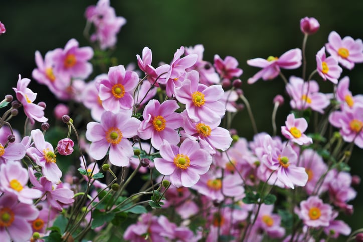 Des anémones du Japon roses