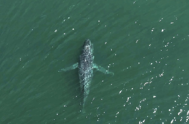 Vue aérienne de la baleine à bosse 