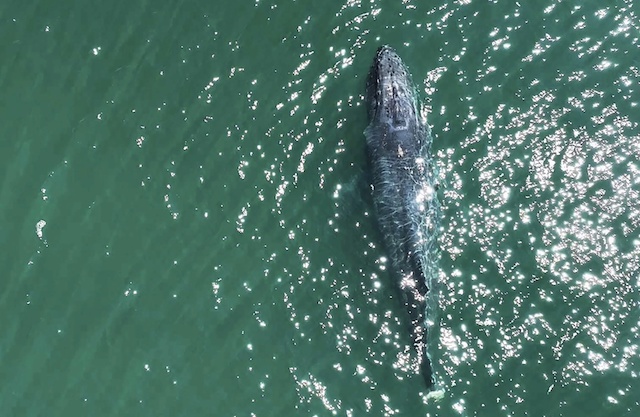 Vue aérienne de la baleine à bosse 