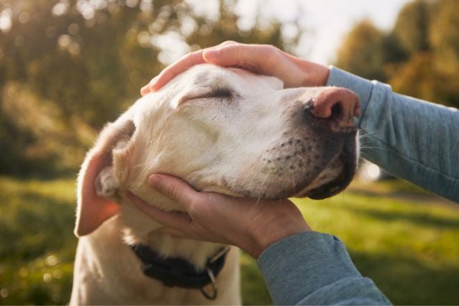 Un chien se fait caresser par son maître