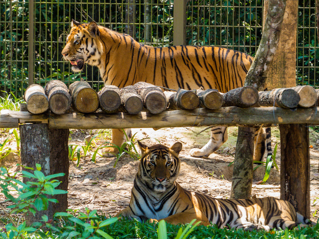 Tigres dans un enclos