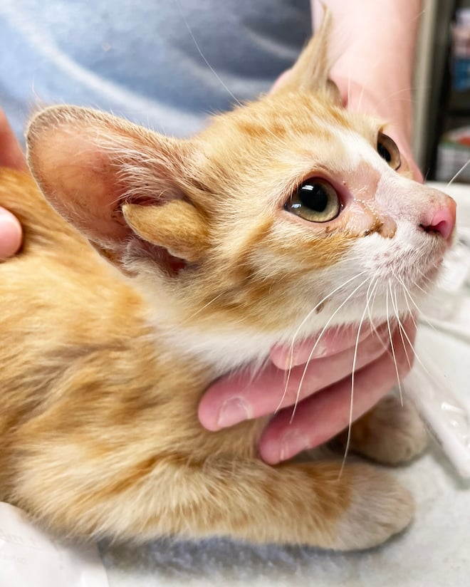 Audio, le chat à quatre oreilles