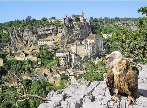 Un vautour au Rocher des Aigles