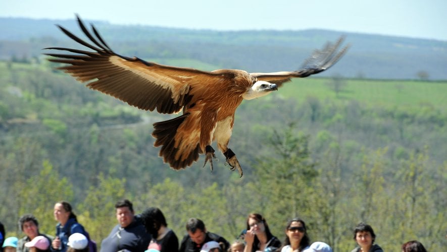 Un vautour au Rocher des Aigles