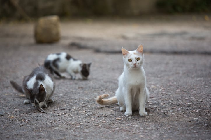 Des chats errants dans la rue