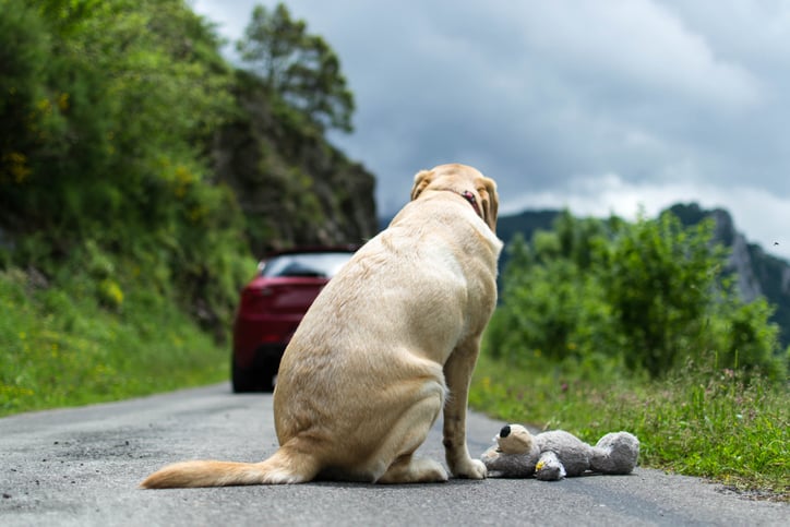 Un chien abandonné sur la route