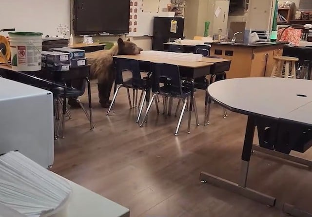 L'ours en train de se promener dans la classe