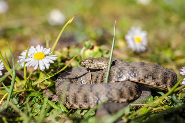 Un serpent en train de prendre un bain de soleil dans l'herbe