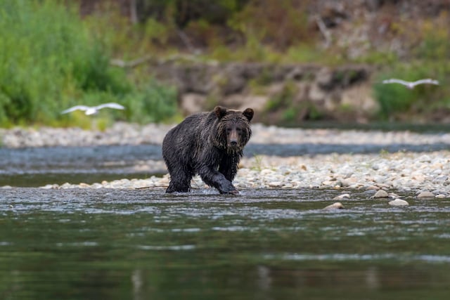 Un grizzli sur son territoire 