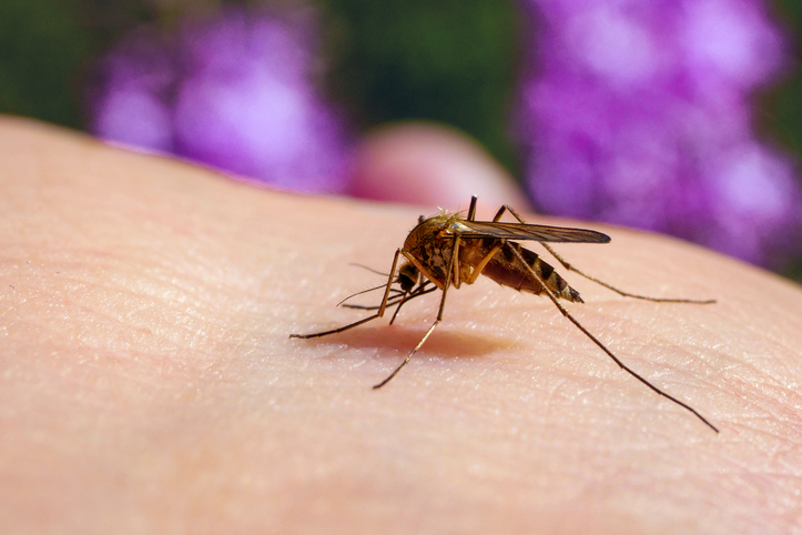 Un moustique posé sur de la peau