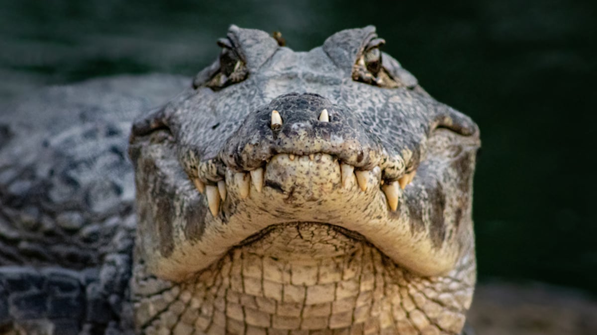 Un crocodile moderne