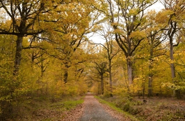 Petite route au milieu de la forêt Rambouillet aux couleurs automnales