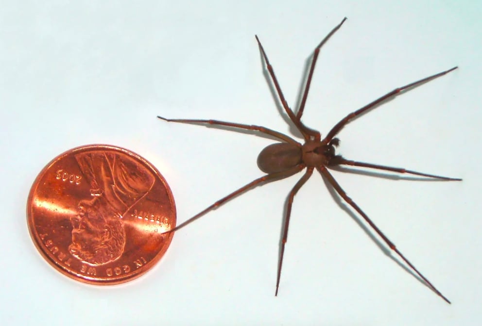 Araignée violoniste (Loxosceles rufescens) à côté d'une pièce de monnaie