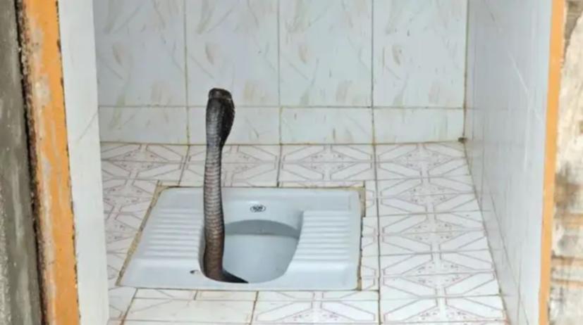 cobra sortant des toilettes