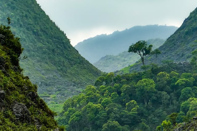 Forêt au Vietnam