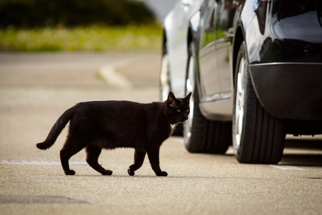 Un chat noir en train de traverser la rue 