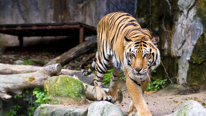 Un tigre dans un zoo