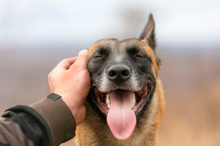 Un berger malinois