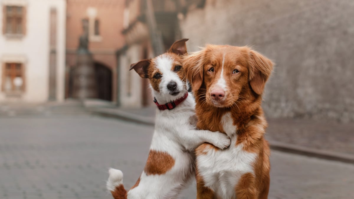 Deux chiens