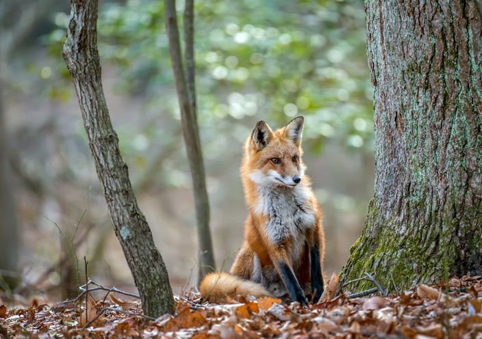 Un renard dans la forêt