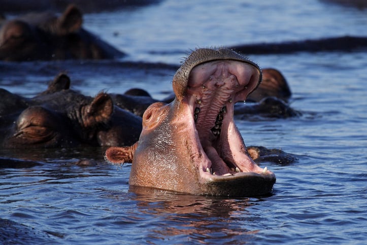 Des hippopotames dans l'eau