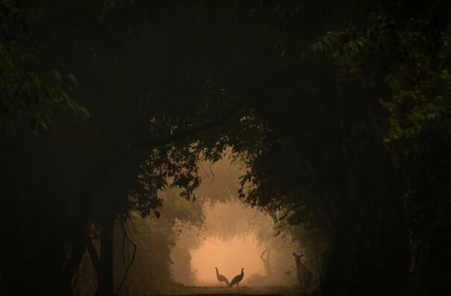 Des paons photographiés dans le parc national de Keoladeo, en Inde,