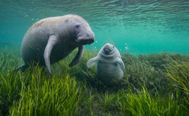 Un lamantin et son petit en Floride