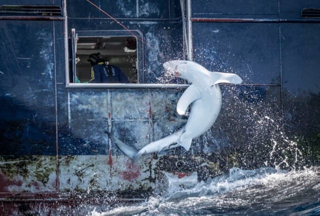 Un requin se débattant près d'un bateau de pêche