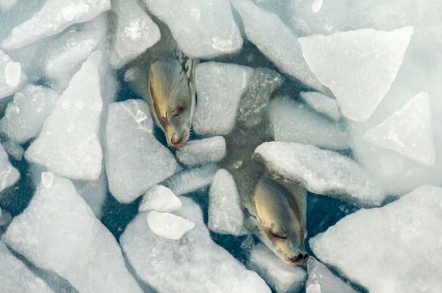  Des phoques crabiers sur la banquise