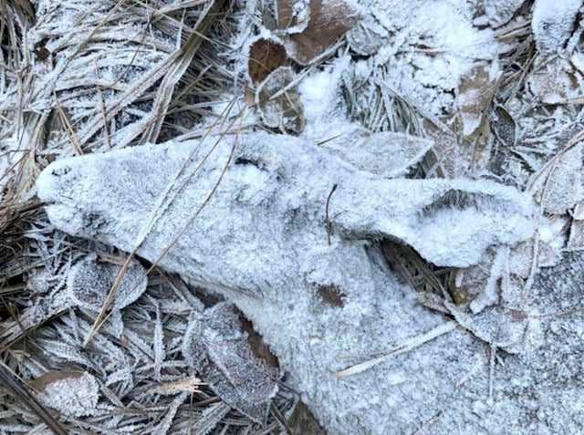 Une biche endormie près d’un tronc