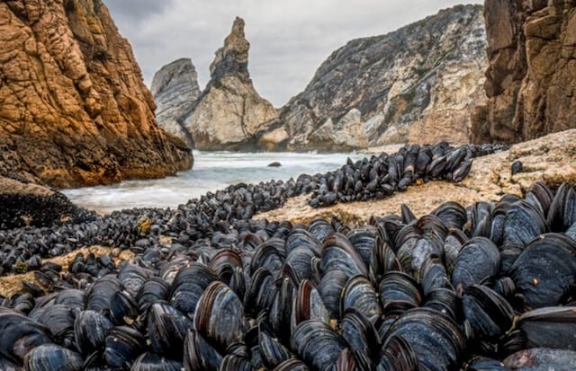 Colonie de moules sauvages moules au Portugal 