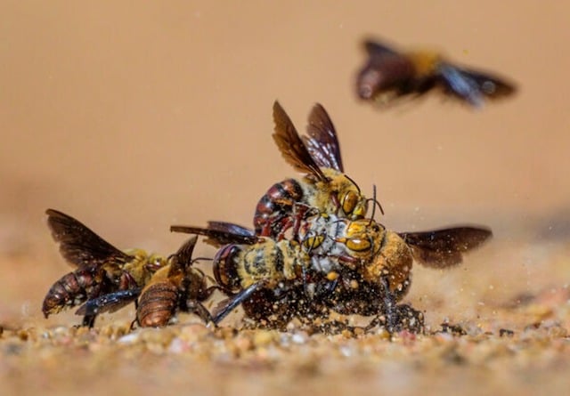 Une abeille fouisseuse assaillie par les mâles