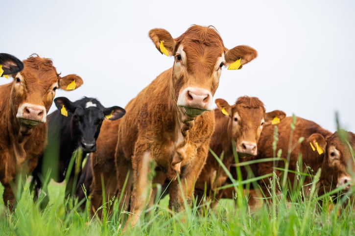 Les pets de vaches taxées au Danemark ?